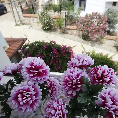 Begonvils Datca